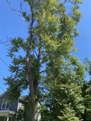 Ailanthus