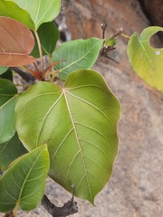 Ficus arnottiana