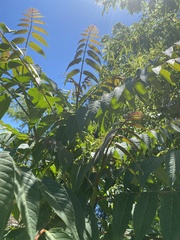 Ailanthus