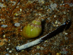 Phasianella australis