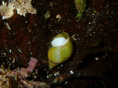Phasianella australis