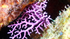 Stylaster roseus