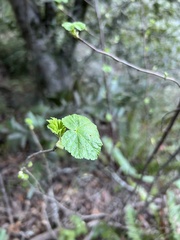 Ribes sanguineum glutinosum