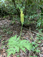 Sceptridium ternatum