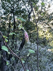 Ribes sanguineum glutinosum