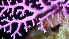Stylaster roseus