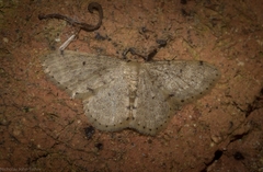 Idaea pilosata