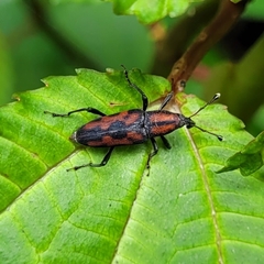 Rhodobaenus