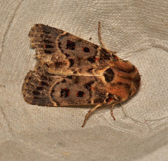 Proteuxoa sanguinipuncta