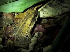 Incilius melanochlorus