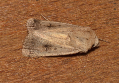 Proteuxoa senta