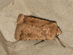 Proteuxoa senta