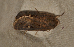 Proteuxoa
