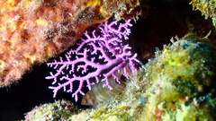 Stylaster roseus