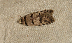Scatochresis episema