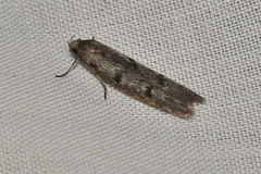 Scieropepla serina