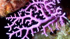 Stylaster roseus