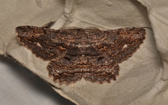 Scioglyptis lyciaria