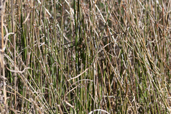 Equisetum hyemale