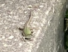 Podarcis siculus campestris