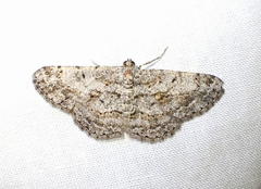 Psilalcis isombra
