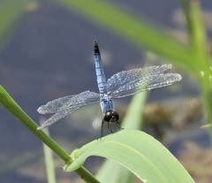 Brachydiplax denticauda