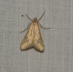 Sedenia cervalis