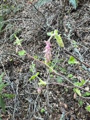 Ribes sanguineum glutinosum