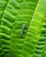 Chlorogonalia