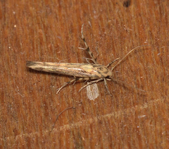 Stathmopoda cephalaea