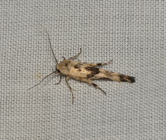 Stathmopoda melanochra
