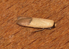Tachystola stenoptera