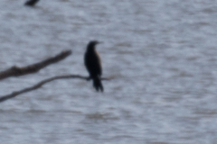 Nannopterum brasilianum