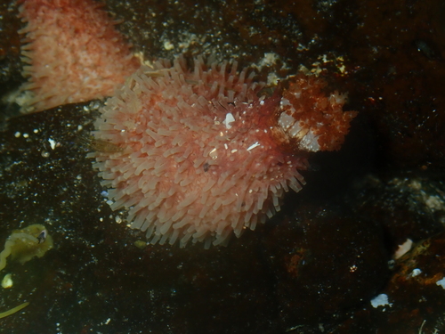Psolidiella nigra