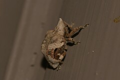 Oemethylus triangularis