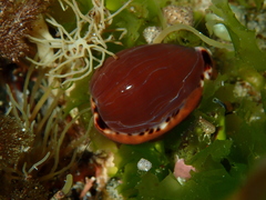 Notocypraea angustata