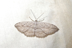 Scopula desita
