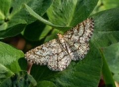 Heliomata glarearia
