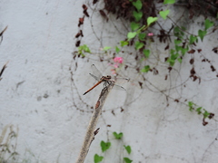 Cannaphila insularis