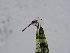 Cannaphila insularis