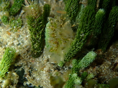 Polybranchia pallens