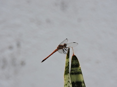 Cannaphila insularis