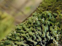 Menegazzia subsimilis