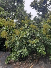 Sapindus emarginatus
