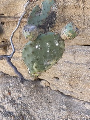 Opuntia caboensis