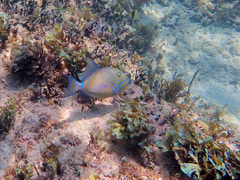 Balistes vetula