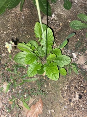 Youngia