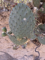 Opuntia caboensis