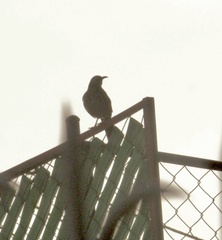 Toxostoma curvirostre