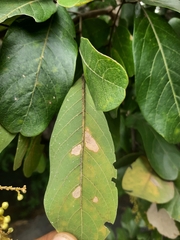 Sapindus emarginatus